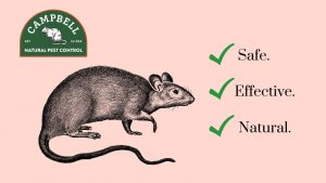 Eco-friendly pest control mouse illustration Campbell Natural Pest Control safe effective natural pest management in Portland Oregon.