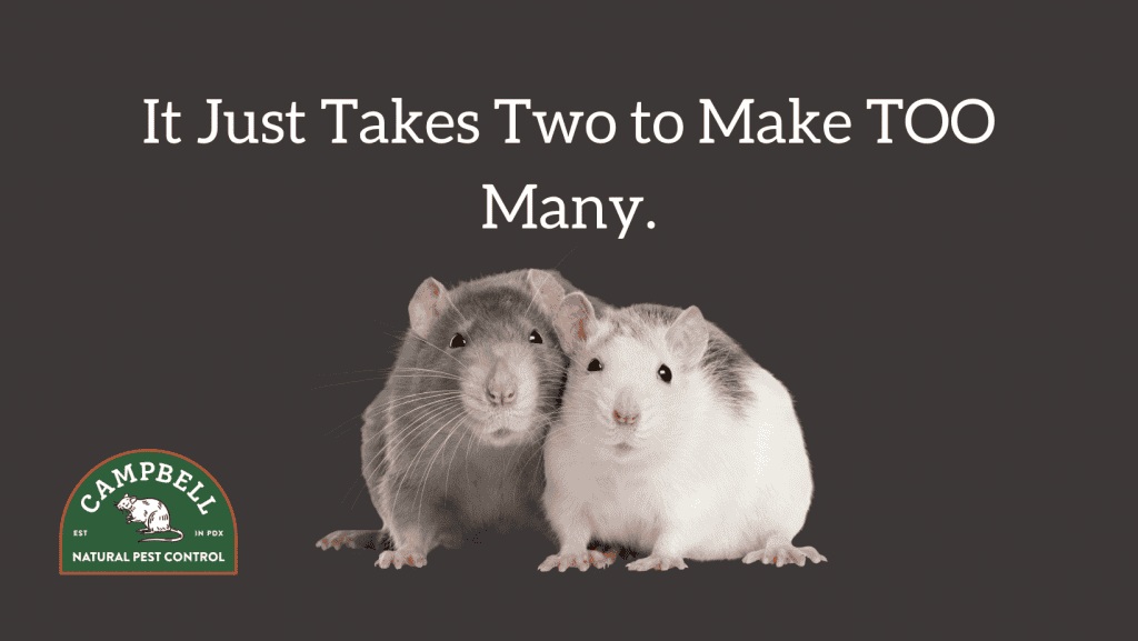 two-rats-next-to-each-other-portland-or