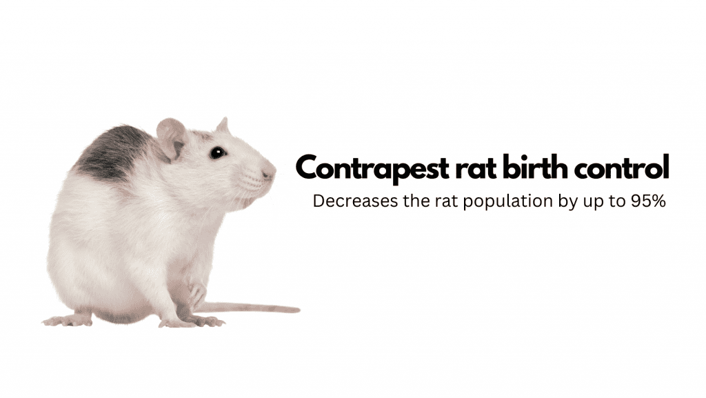 Rodent pest control, rat contraception, rat birth control, humane rat population control, pest control services in Campbell, CA.