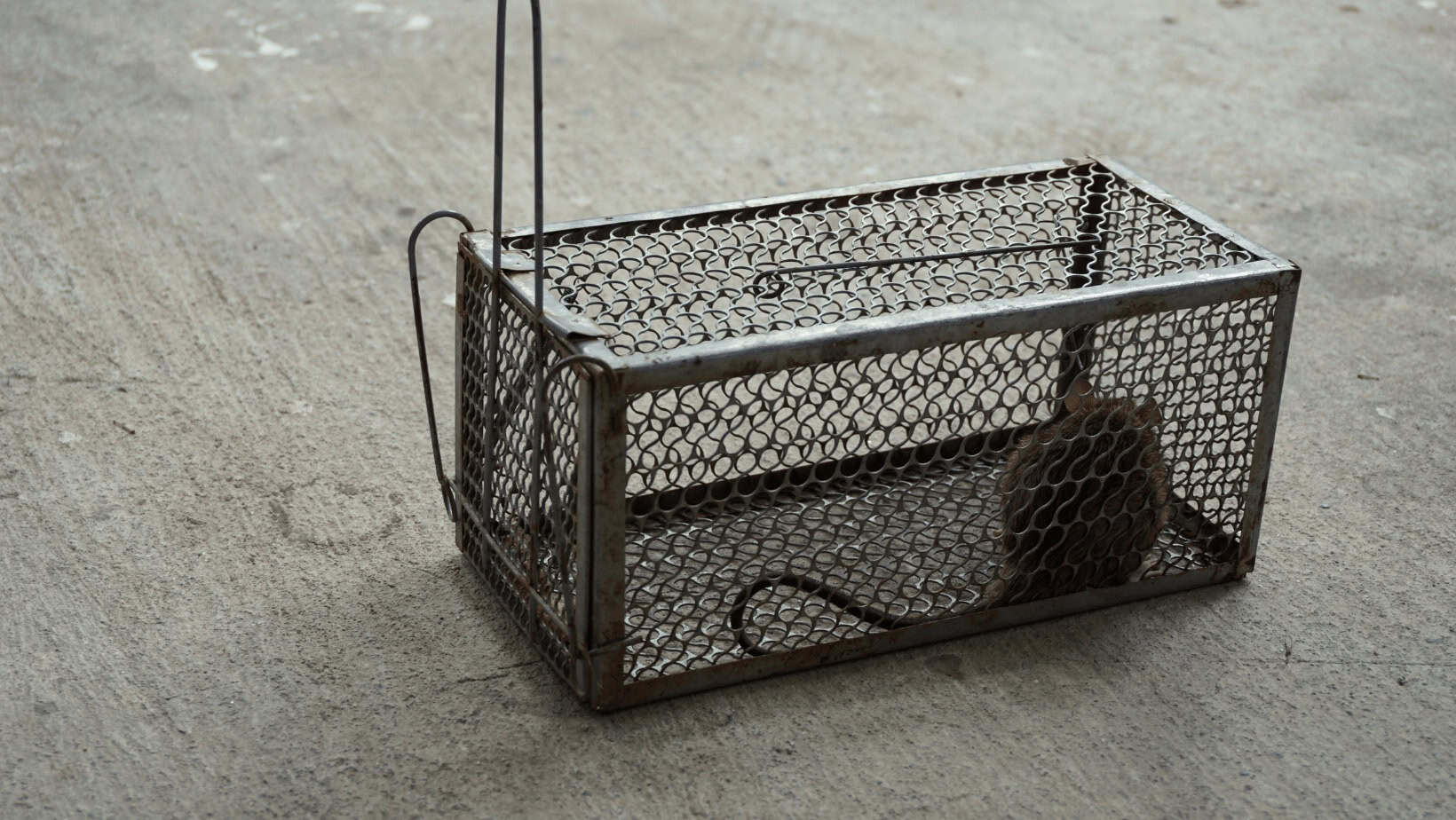 Dead rat trapped in metal cage for pest control.