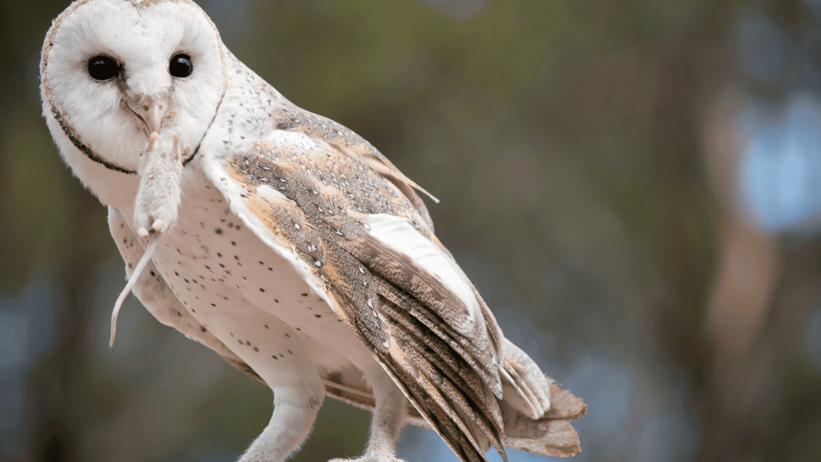 Barn owl with a finger to its beak, Wildlife in natural habitat, Pest control, Nocturnal predator, Eco-friendly pest management, Campbell Natural Pest Control, environmentally conscious pest solutions.