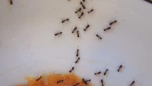 Ants on a white surface, likely part of pest control services by Campbell Natural Pest Control.