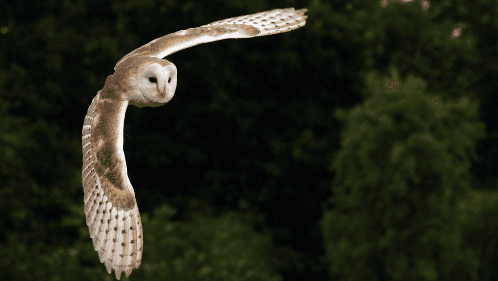 Barn owl in flight during nighttime, hunting in natural outdoor environment, pest control wildlife management, eco-friendly pest solutions by Campbell Natural Pest Control.