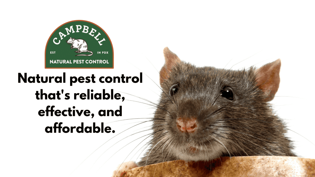 Natural pest control services by Campbell Natural Pest Control, specializing in safe, effective, and eco-friendly pest management solutions in Portland.