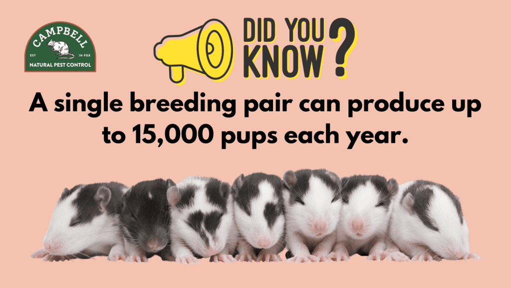 Children playing with mice outdoors, pest control, natural pest solutions, Campbell Natural Pest Control, pest management services, eco-friendly pest control methods.