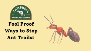 Eco-friendly pest control services by Campbell Natural Pest Control in PDX, specializing in natural methods to eliminate ants and prevent trails. Trust our expert team for safe pest management solutions.
