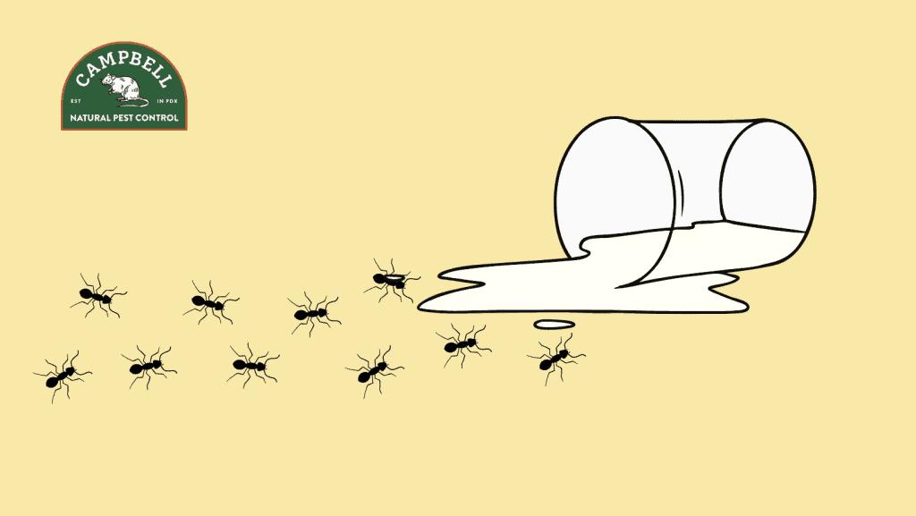 ant trails toward fallen food source
