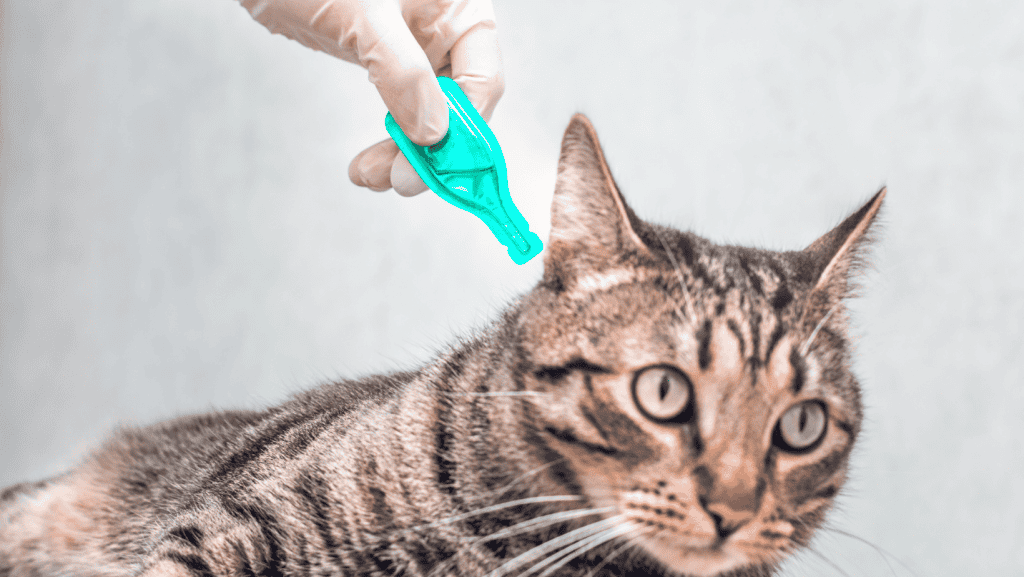 Pet-safe pest control treatment for cats using natural and eco-friendly methods by Campbell Natural Pest Control.