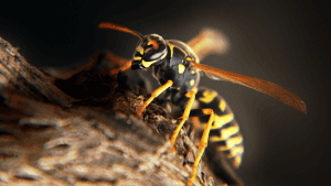 Wasps on wood surface for pest control services, natural pest management, wasp removal, eco-friendly pest control, Campbell Natural Pest Control.