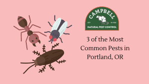 Ant pest, fly, and beetle illustration representing common pests in Portland OR for natural pest control services.