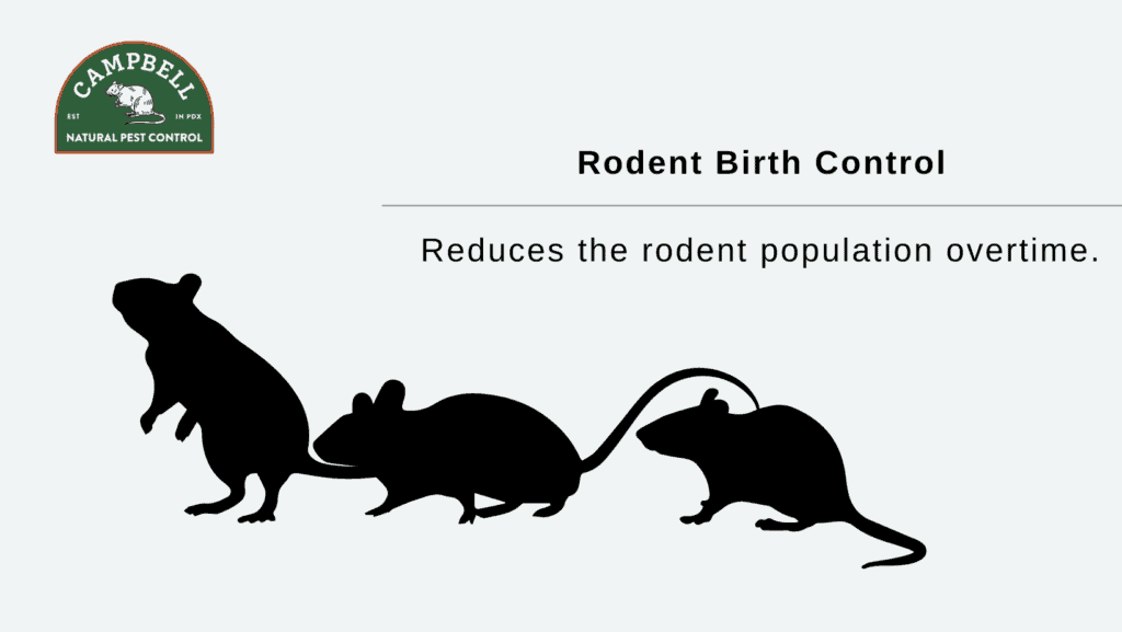 Rodent control services by Campbell Natural Pest Control, specializing in humane and eco-friendly rodent management solutions.