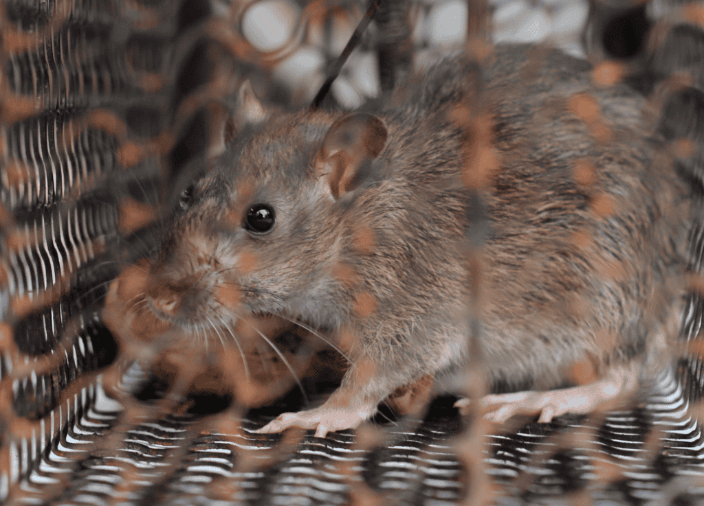 rat exclusion services in Portland, rodent in live trap