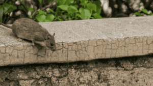 Mice on a concrete border, pest control, rodent removal, pest prevention, Campbell Natural Pest Control.