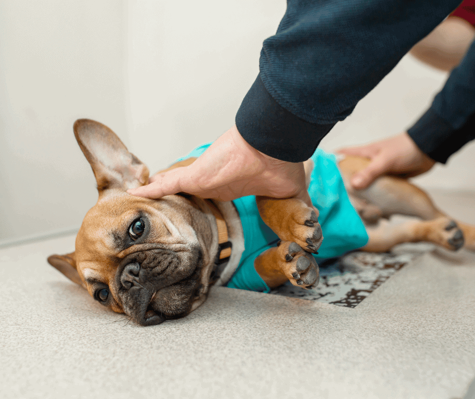 Cute French Bulldog receiving gentle petting during pest control service at home, emphasizing safe and pet-friendly environment.