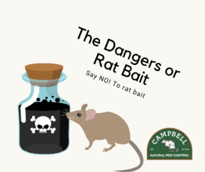 Poisonous rat bait in a jar with skull and crossbones warning, rodent poison harmful to rats and pests, pest control illustration, Campbell Natural Pest Control.
