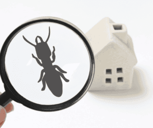 A pest inspector examining a bug under a magnifying glass with a small house model in the background.