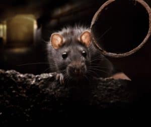 Rodent pest control services targeting mice and rats for homes and businesses in Campbell, CA, utilizing eco-friendly and humane techniques.