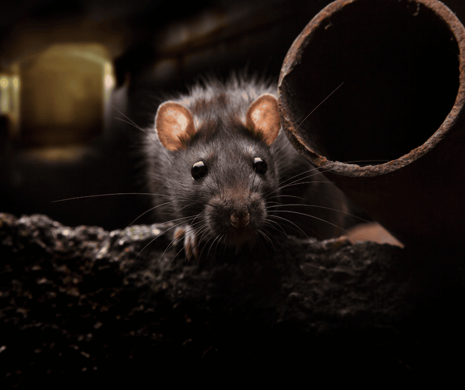 rats in portland oregon 