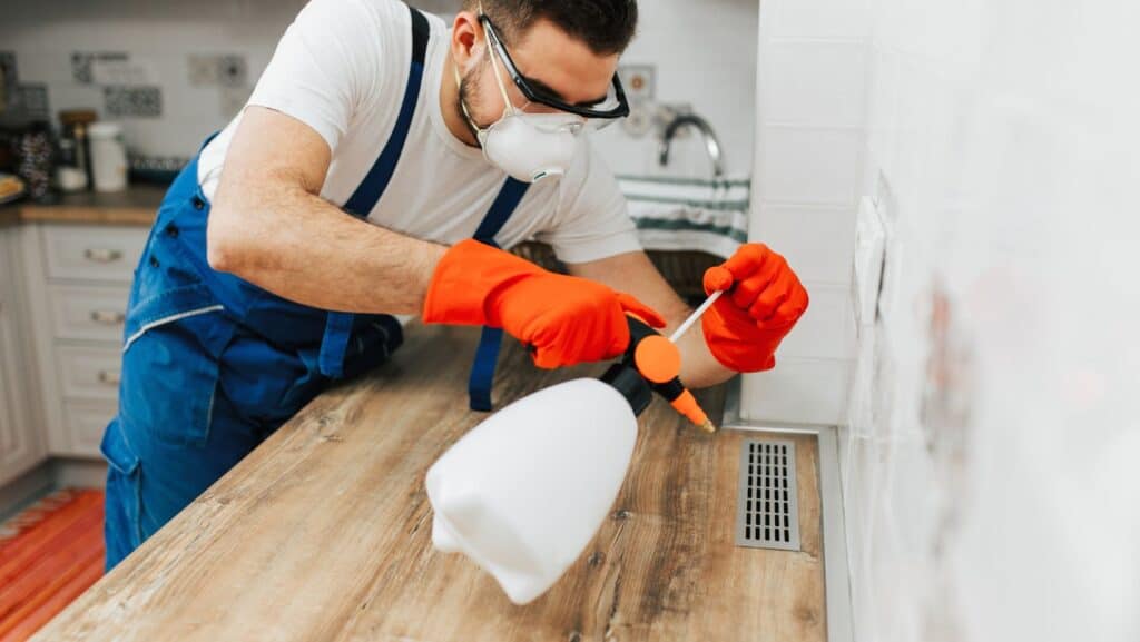 flea-removal-in-portland-oregon