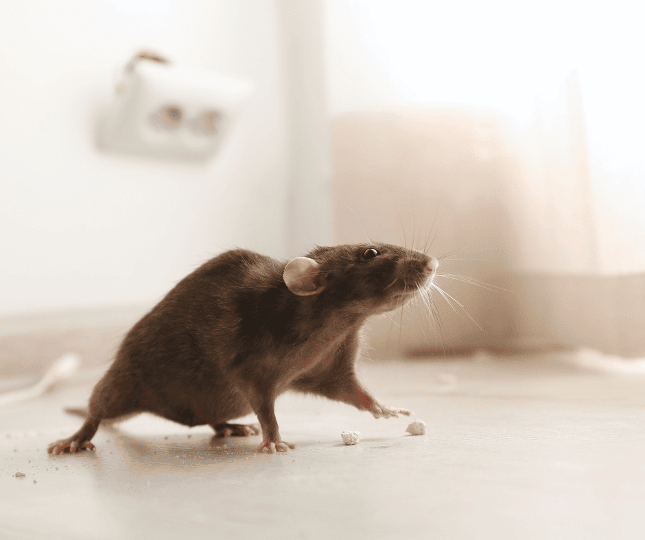best rodent control in portland or
