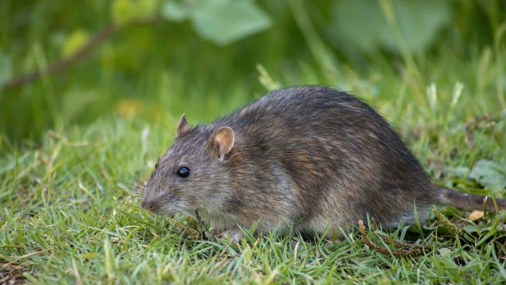 Small rodent foraging outdoors, representing pest control services, with natural grassy background.