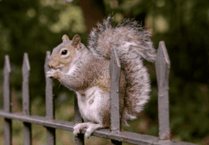 Nutritious squirrel sitting on a fence eating a nut, captured outdoors in a natural setting.