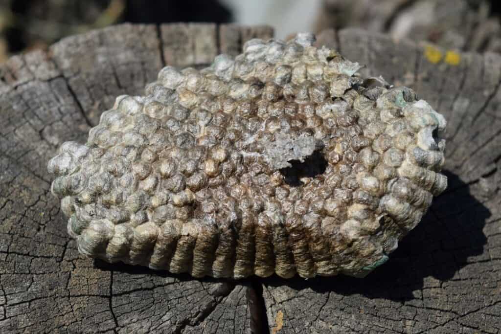 Bald-faced Hornet Nest on Tree Stump, Pest Control Solution, Natural Pest Management Expertise, Campbell Natural Pest Control, Organic Pest Prevention, Pest Control Services, Eco-friendly Pest Control, Wildlife Pest Management.