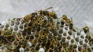 Swarm of wasps on a hive, close-up of aggressive yellow and black paper wasps in their nest, pest control service, wasp removal, pest management, Campbell Natural Pest Control, eco-friendly pest solutions.