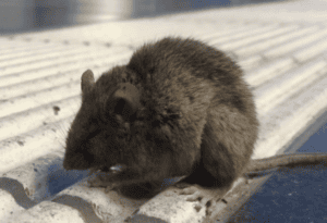 Rodent on roof tile, pest control service, natural pest solutions, mouse control, Campbell Natural Pest Control, eco-friendly pest management, wildlife removal, pest prevention strategies, family-safe pest control, environmentally conscious pest solutions.