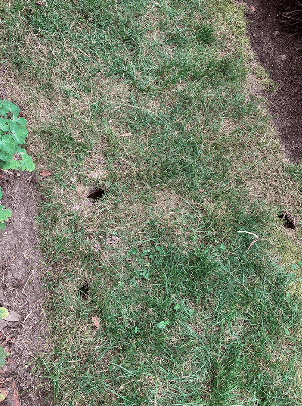 Earthworm holes in grassy soil for natural pest control, eco-friendly pest management, integrated pest control solutions, organic lawn care, pest control services in Campbell.