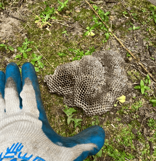Beekeeping honeycomb on soil with green plants and a gloved hand in the foreground.