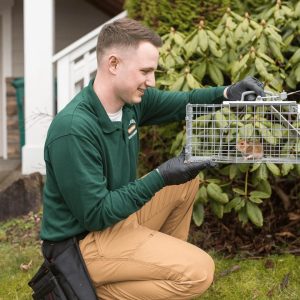 a campbell natural pest control technician looking at a caught rodent as part of the humane rodent control services